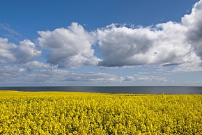 Natur Ostsee Schwansen Halbinsel